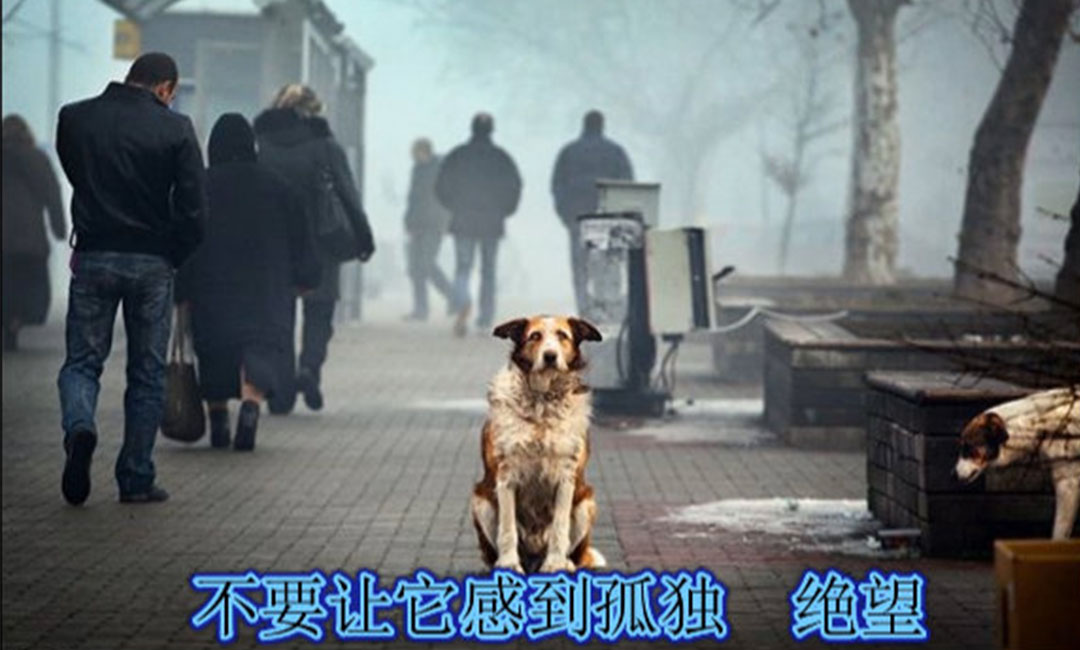 城口爱影圈微博微信转发案例